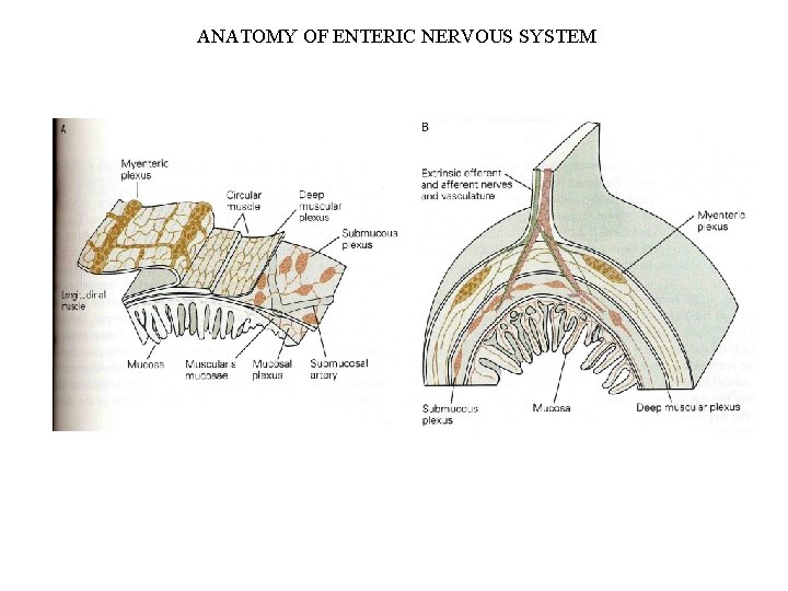 ANATOMY OF ENTERIC NERVOUS SYSTEM 