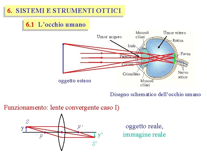 6. SISTEMI E STRUMENTI OTTICI 6. 1 L’occhio umano Umor acqueo Umor vitreo oggetto