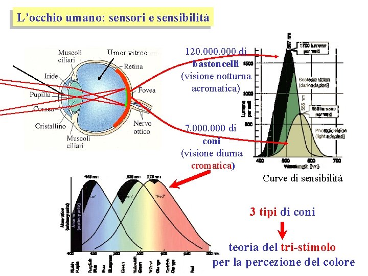 L’occhio umano: sensori e sensibilità Umor vitreo 120. 000 di bastoncelli (visione notturna acromatica)