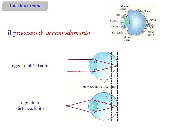 l’occhio umano il processo di accomodamento: oggetto all’infinito oggetto a distanza finita 