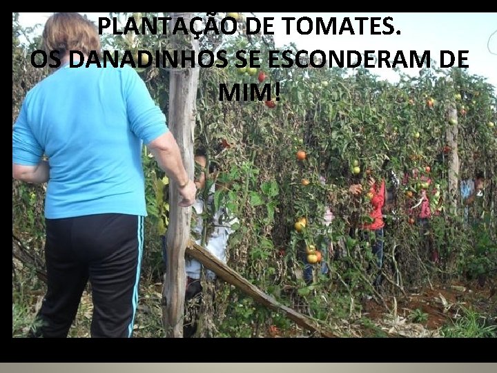 PLANTAÇÃO DE TOMATES. OS DANADINHOS SE ESCONDERAM DE MIM! 