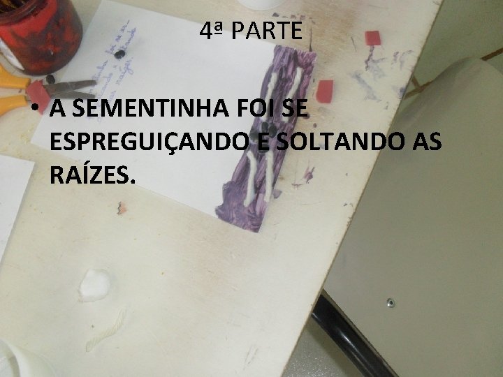 4ª PARTE • A SEMENTINHA FOI SE ESPREGUIÇANDO E SOLTANDO AS RAÍZES. 