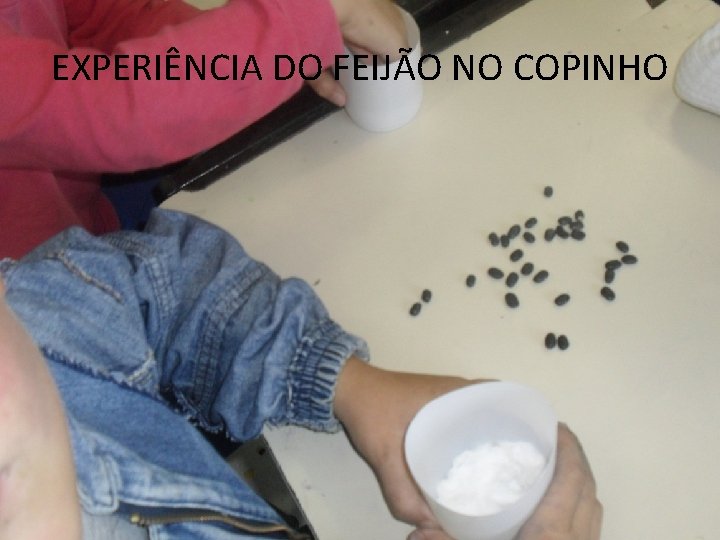 EXPERIÊNCIA DO FEIJÃO NO COPINHO 