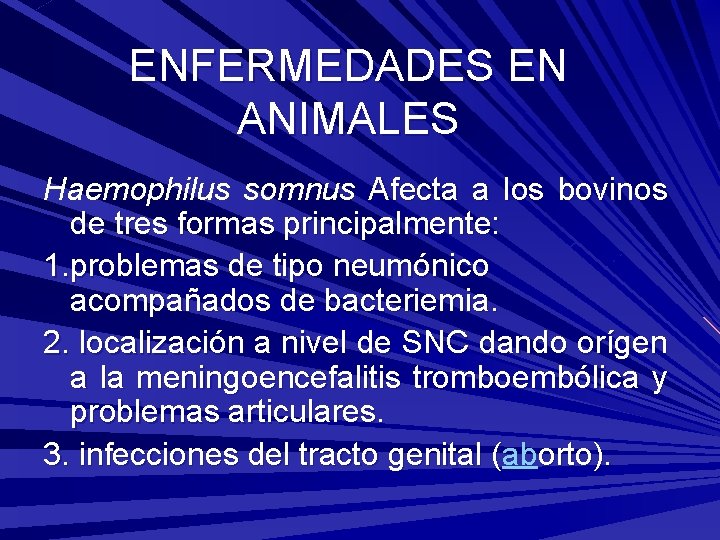 ENFERMEDADES EN ANIMALES Haemophilus somnus Afecta a los bovinos de tres formas principalmente: 1.