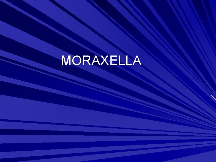 MORAXELLA 