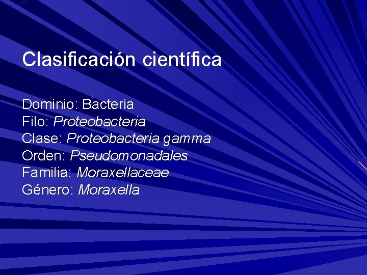 Clasificación científica Dominio: Bacteria Filo: Proteobacteria Clase: Proteobacteria gamma Orden: Pseudomonadales Familia: Moraxellaceae Género: