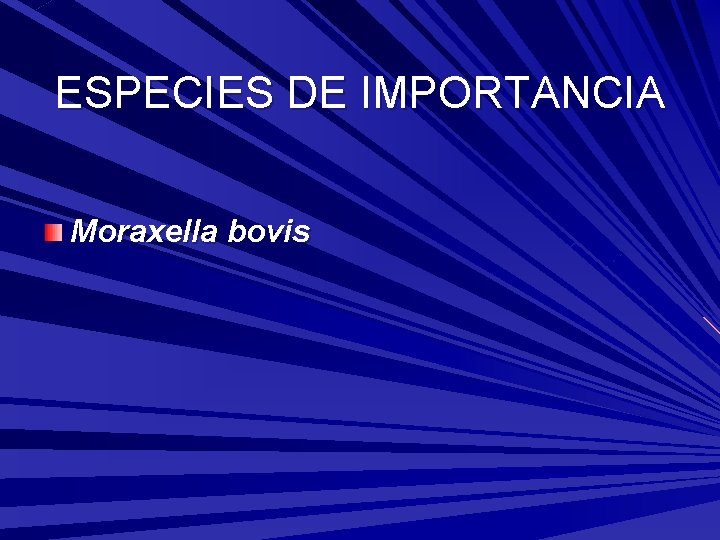 ESPECIES DE IMPORTANCIA Moraxella bovis 