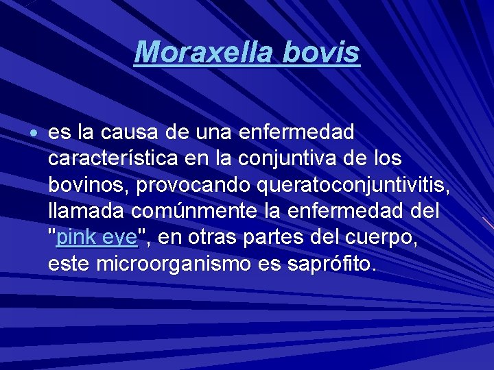 Moraxella bovis es la causa de una enfermedad característica en la conjuntiva de los