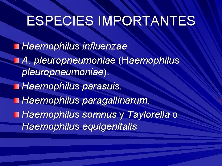 ESPECIES IMPORTANTES Haemophilus influenzae A. pleuropneumoniae (Haemophilus pleuropneumoniae). Haemophilus parasuis. Haemophilus paragallinarum. Haemophilus somnus