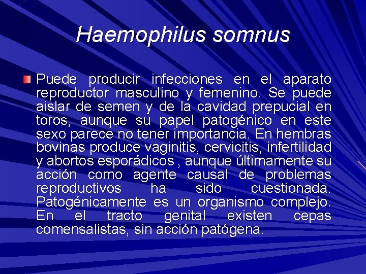 Haemophilus somnus Puede producir infecciones en el aparato reproductor masculino y femenino. Se puede