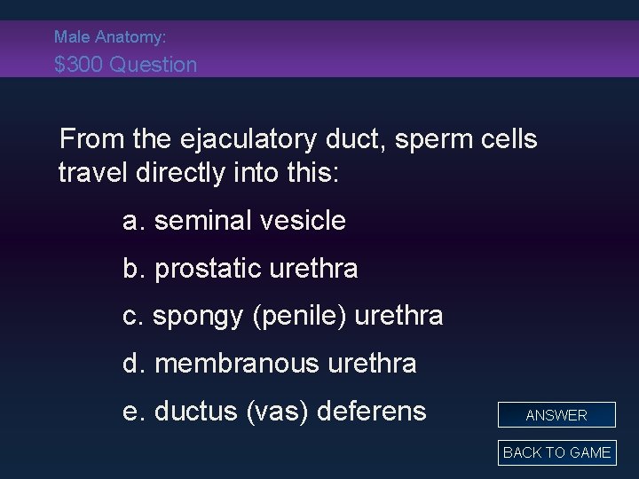 Male Anatomy: $300 Question From the ejaculatory duct, sperm cells travel directly into this: