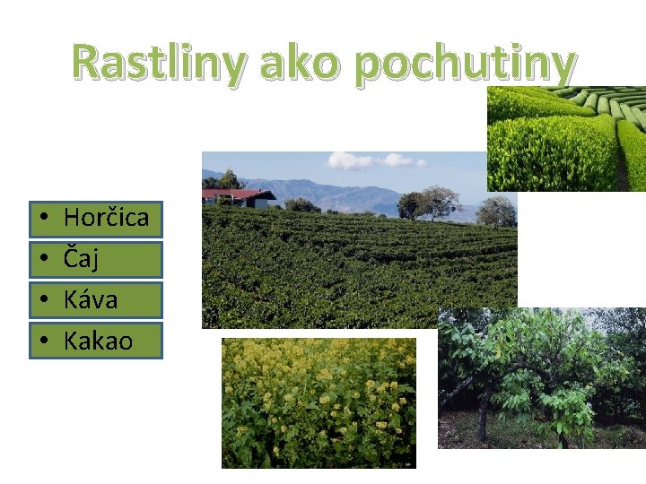 Rastliny ako pochutiny • • Horčica Čaj Káva Kakao Čajové plantáže Kakaovník 