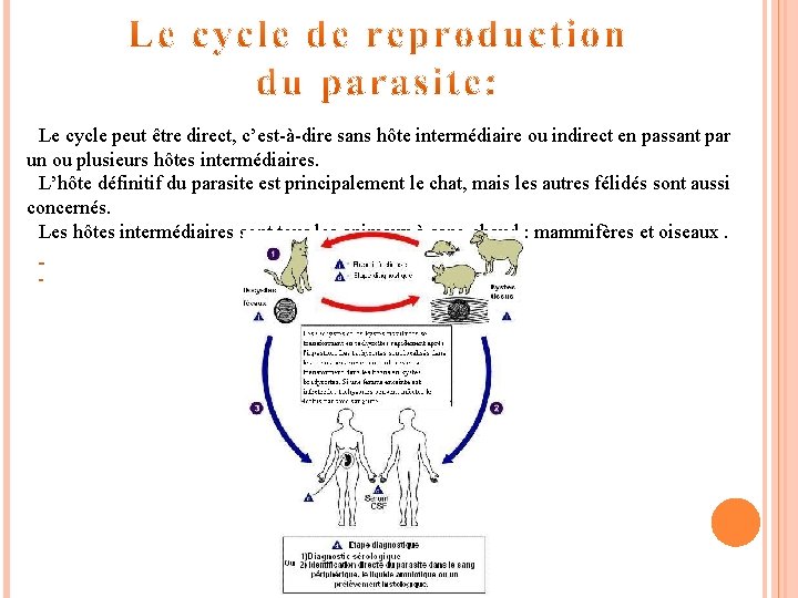 Le cycle peut être direct, c’est-à-dire sans hôte intermédiaire ou indirect en passant par