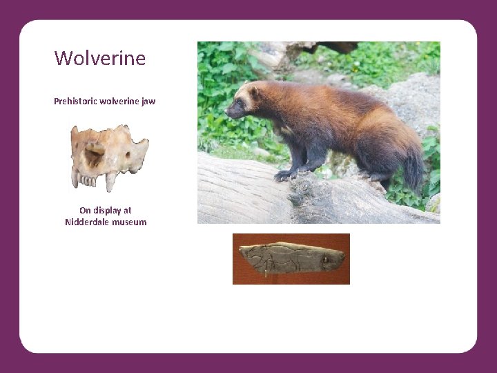 Wolverine Prehistoric wolverine jaw On display at Nidderdale museum 