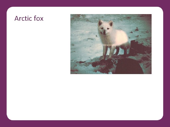 Arctic fox 