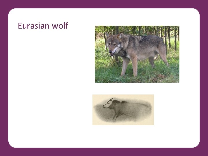 Eurasian wolf 