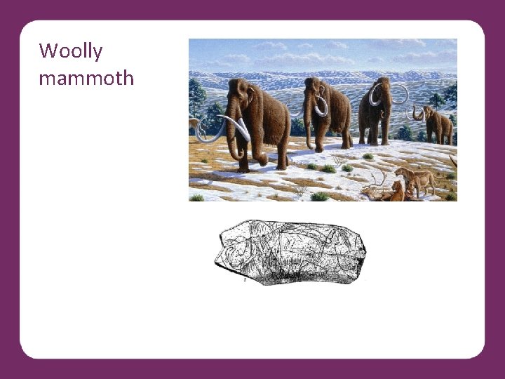 Woolly mammoth 