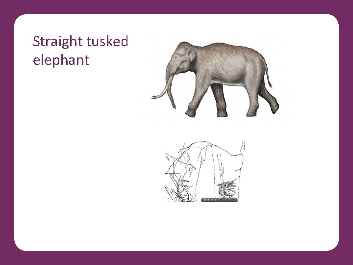 Straight tusked elephant 