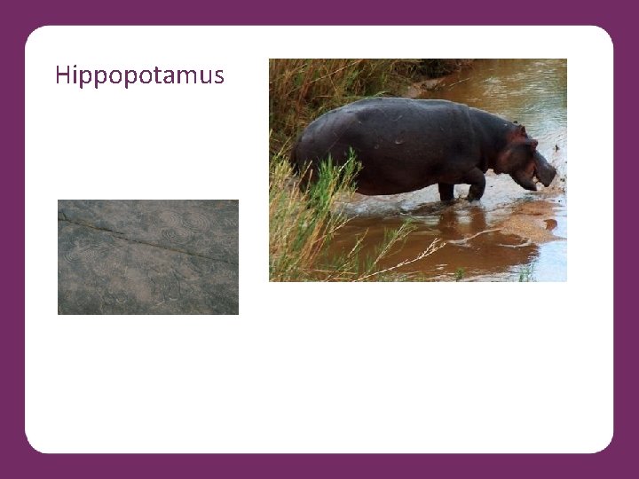 Hippopotamus 