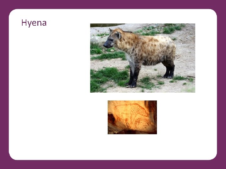 Hyena 