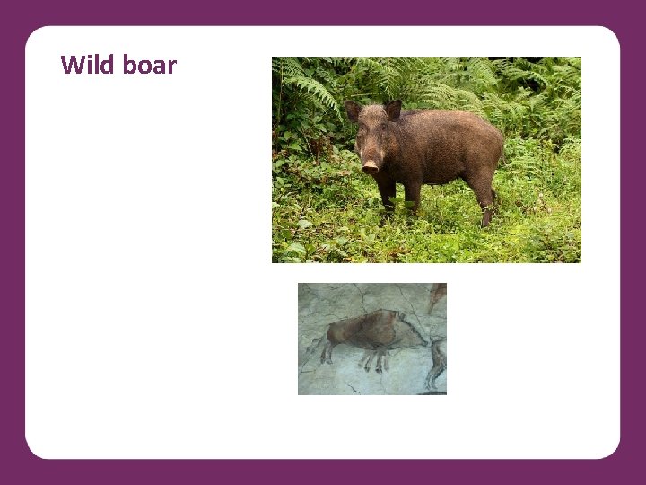 Wild boar 