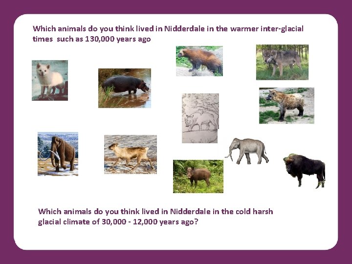 Which animals do you think lived in Nidderdale in the warmer inter-glacial times such
