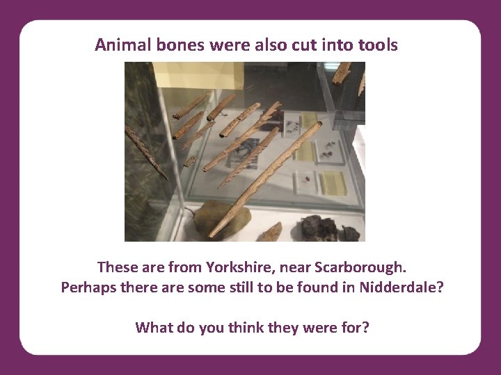 Animal bones were also cut into tools These are from Yorkshire, near Scarborough. Perhaps