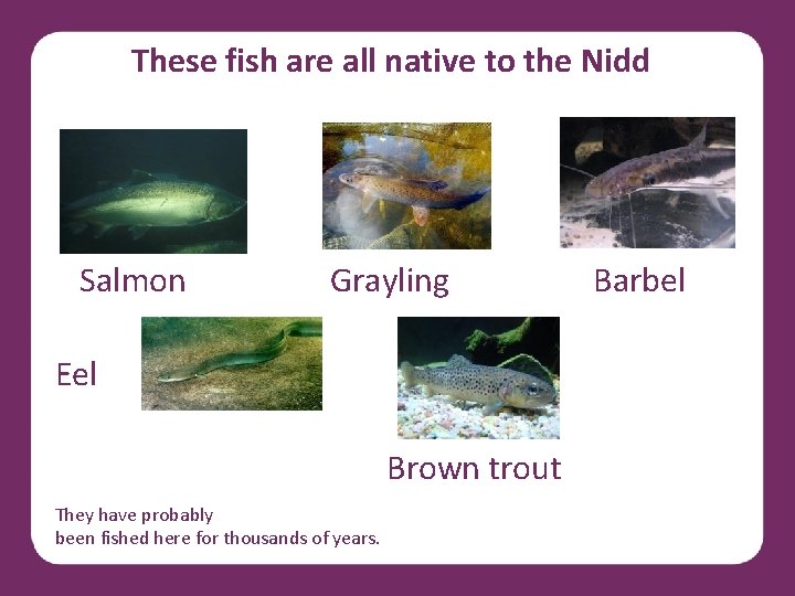 These fish are all native to the Nidd Salmon Grayling Eel Brown trout They