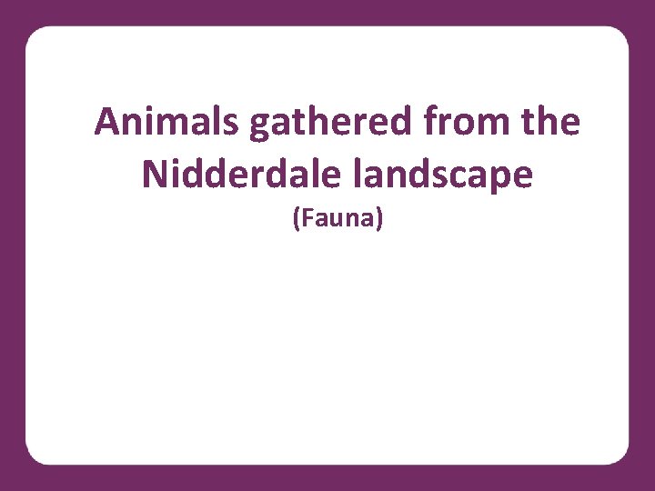 Animals gathered from the Nidderdale landscape (Fauna) 