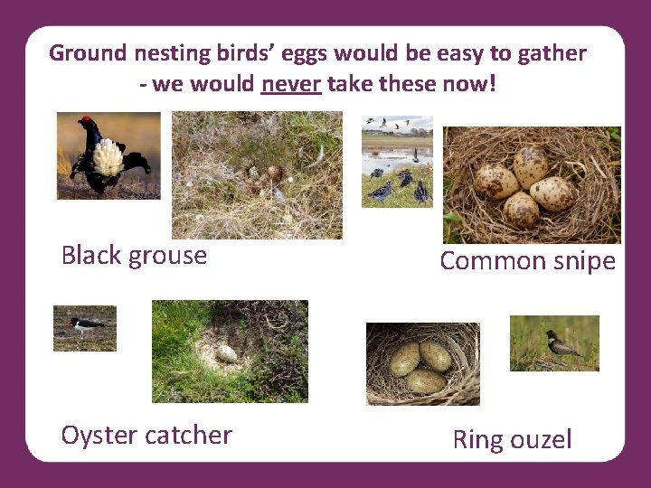 Ground nesting birds’ eggs would be easy to gather - we would never take