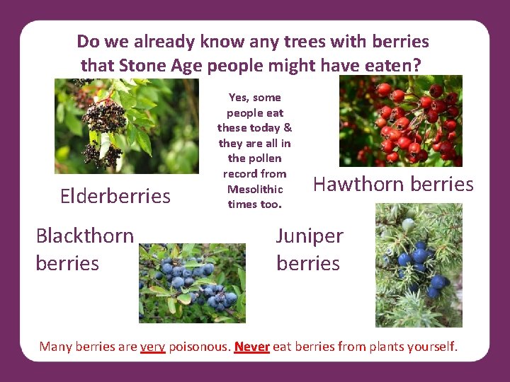 Do we already know any trees with berries that Stone Age people might have