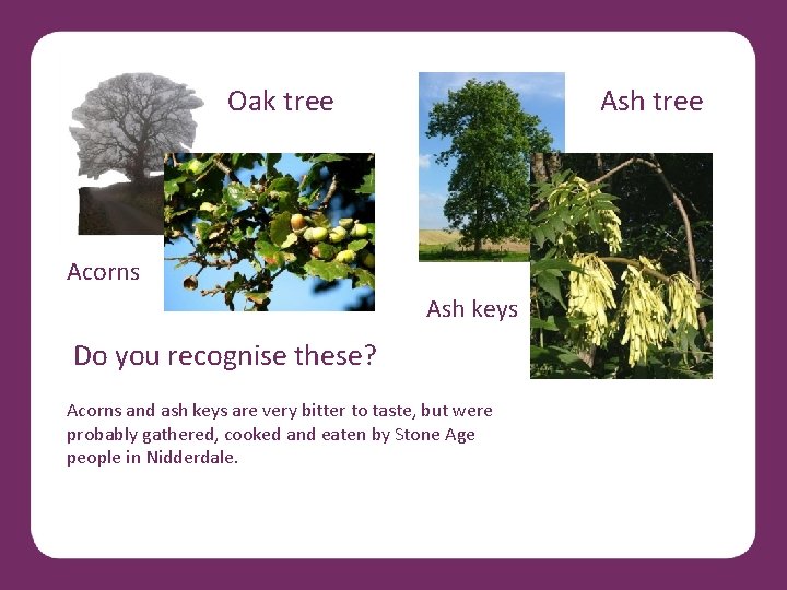 Oak tree Ash tree Acorns Ash keys Do you recognise these? Acorns and ash