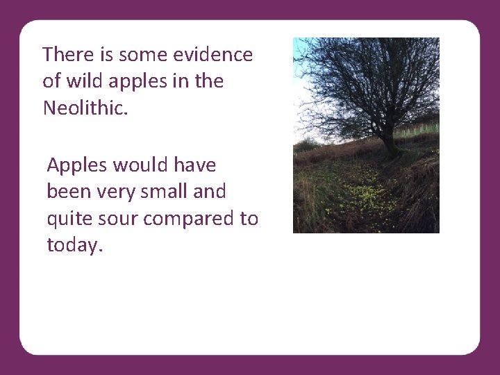 There is some evidence of wild apples in the Neolithic. Apples would have been