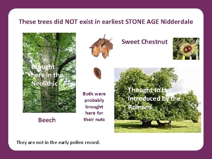 These trees did NOT exist in earliest STONE AGE Nidderdale Sweet Chestnut Brought here