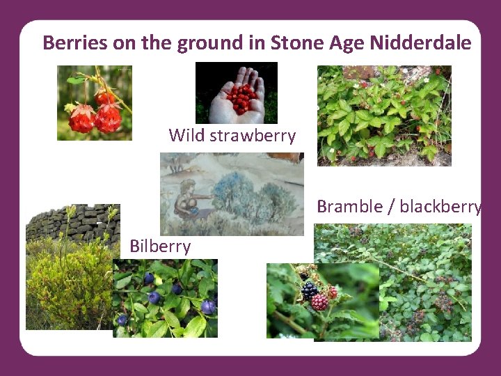 Berries on the ground in Stone Age Nidderdale Wild strawberry Bramble / blackberry Bilberry