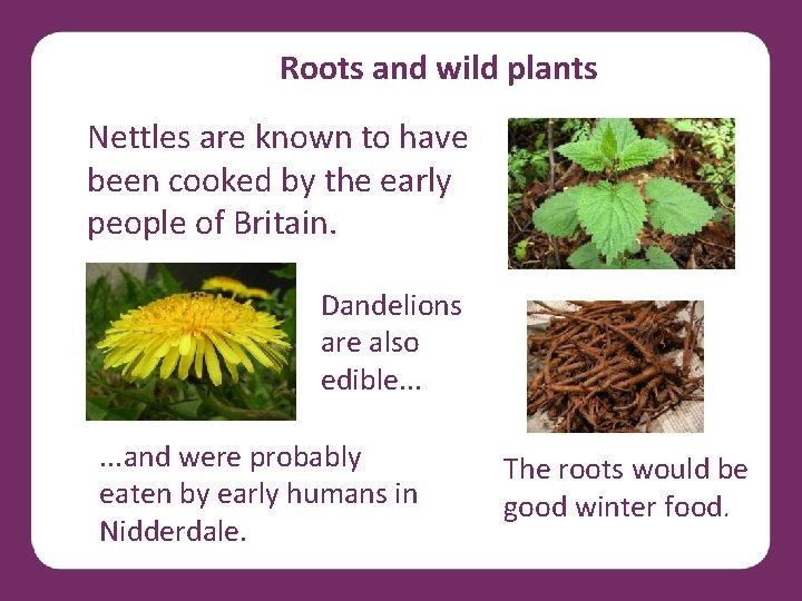 Roots and wild plants Nettles are known to have been cooked by the early