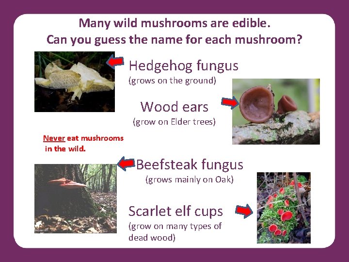 Many wild mushrooms are edible. Can you guess the name for each mushroom? Hedgehog