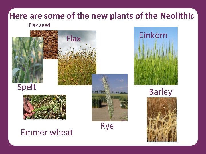 Here are some of the new plants of the Neolithic Flax seed Einkorn Flax