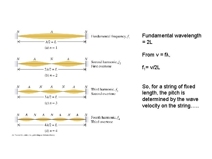 Fundamental wavelength = 2 L From v = fλ, f 1= v/2 L So,