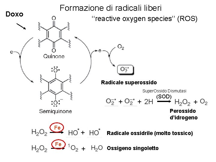 Doxo Formazione di radicali liberi ‘‘reactive oxygen species’’ (ROS) Radicale superossido Super. Ossido Dismutasi