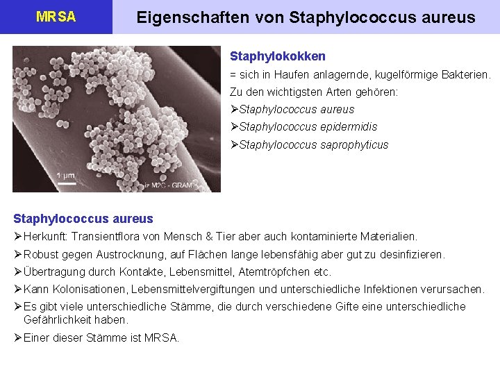 MRSA Eigenschaften von Staphylococcus aureus Staphylokokken = sich in Haufen anlagernde, kugelförmige Bakterien. Zu