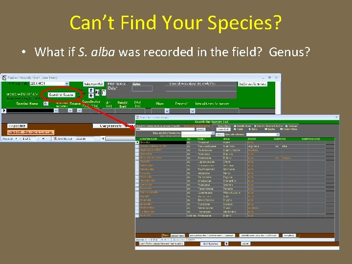 Can’t Find Your Species? • What if S. alba was recorded in the field?