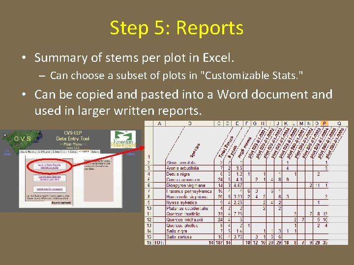 Step 5: Reports • Summary of stems per plot in Excel. – Can choose