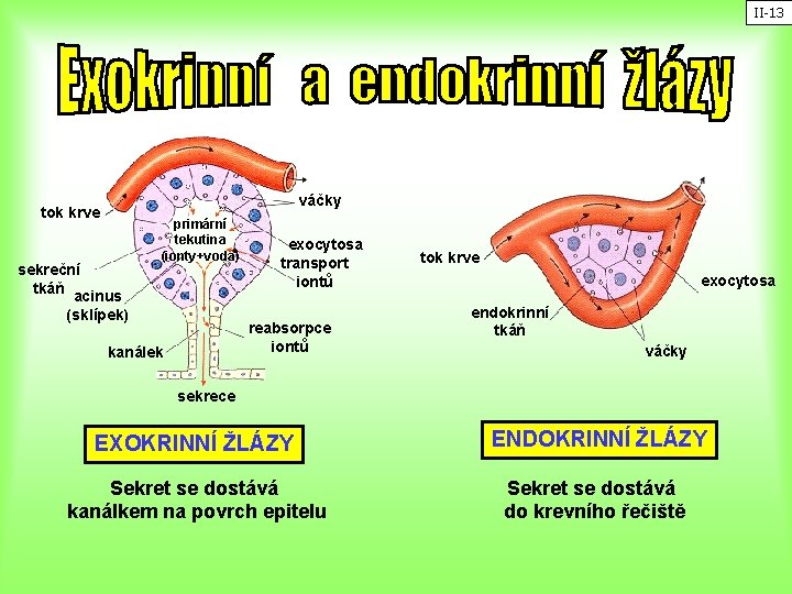 II-13 váčky tok krve sekreční tkáň acinus (sklípek) primární tekutina (ionty+voda) exocytosa transport iontů