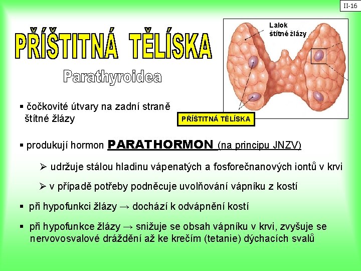 II-16 Lalok štítné žlázy § čočkovité útvary na zadní straně štítné žlázy PŘÍŠTITNÁ TĚLÍSKA