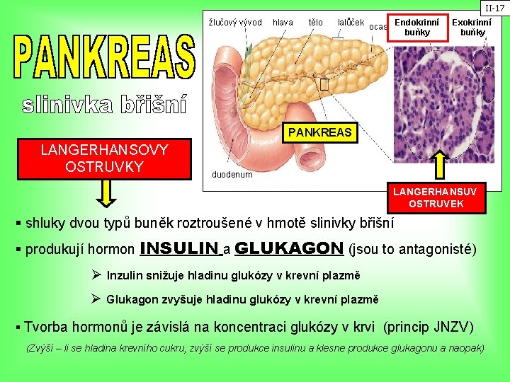 II-17 žlučový vývod hlava tělo lalůček ocas Endokrinní buňky Exokrinní buňky PANKREAS LANGERHANSOVY OSTRUVKY