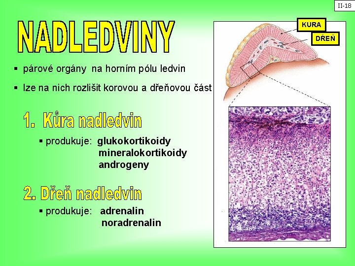 II-18 KURA DŘEŇ § párové orgány na horním pólu ledvin § lze na nich