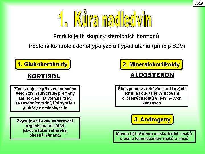 II-19 Produkuje tři skupiny steroidních hormonů Podléhá kontrole adenohypofýze a hypothalamu (princip SZV) 1.