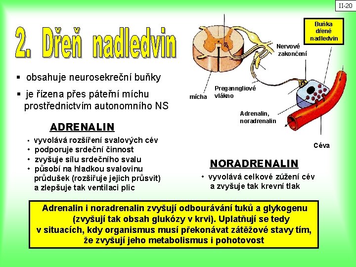 II-20 Buňka dřeně nadledvin Nervové zakončení § obsahuje neurosekreční buňky § je řízena přes