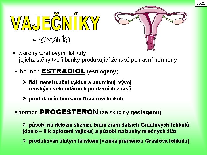 II-21 § tvořeny Graffovými folikuly, jejichž stěny tvoří buňky produkující ženské pohlavní hormony §